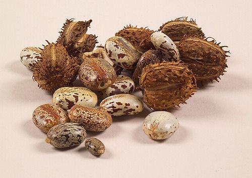 Castor Vegetable Oil